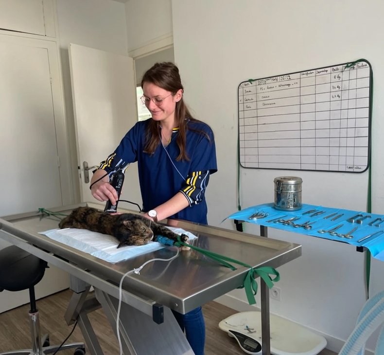 Clémence notre assistante prépare un animal pour une chirurgie